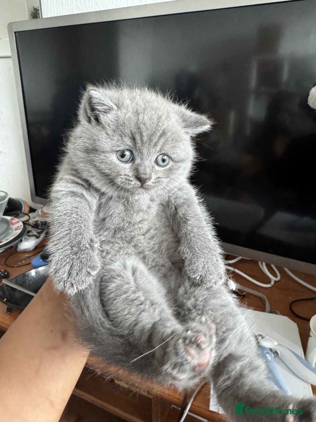 British Shorthair cats for sale: ✨ GCCF/TICA Stunning BSH Kittens – Blue&Bicolour ✨ - Image 3