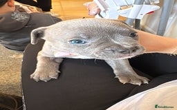 Mixed Breed dogs for sale: French bulldog x American staff - Image 1