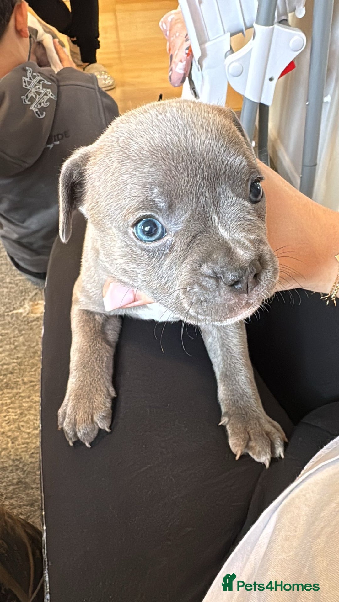 Mixed Breed dogs for sale: French bulldog x American staff - Image 1