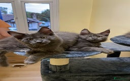 Maine Coon cats for sale: 6 adorable Maine Coon kittens for sale - Image 14