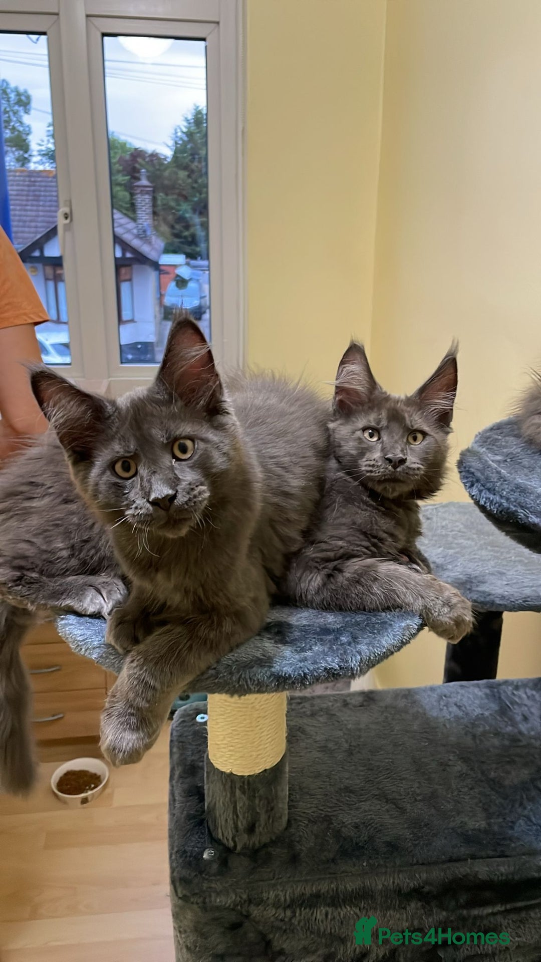 Maine Coon cats for sale: 6 adorable Maine Coon kittens for sale - Image 14