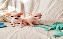 Chihuahua dogs for sale: Gorgeous Baby Chihuahua puppies  - Image 16