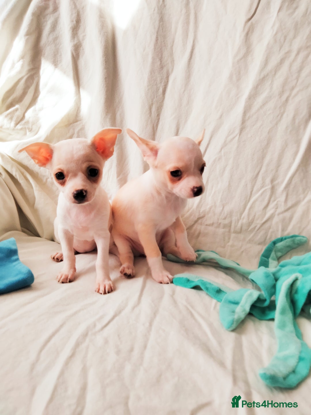 Chihuahua dogs for sale: Gorgeous Baby Chihuahua puppies  - Image 16
