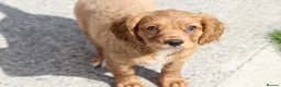 Cavapoo dogs for sale: COCKERLIERPOO puppies for sale - Advert 29