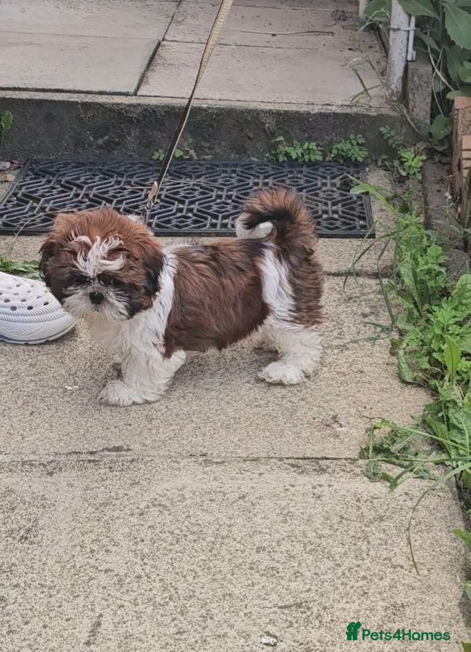 Shih Tzu dogs  READY NOW. KC registered standard shih tzu pup - Advert 11
