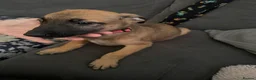 Mixed Breed dogs for sale: German Shepherd cross lurcher puppies  - Advert 13