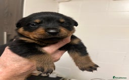 Rottweiler dogs for sale: 8 Beautiful, chunky Rottweiler pups  - Image 4