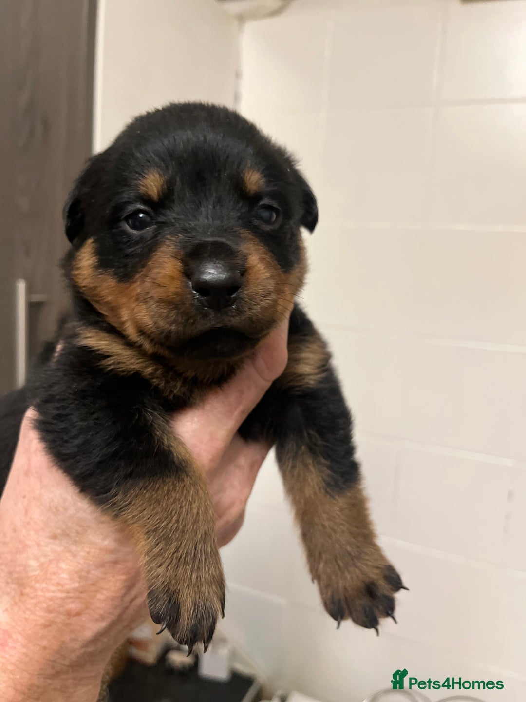 Rottweiler dogs for sale: 8 Beautiful, chunky Rottweiler pups  - Image 4