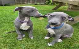 Italian Greyhound dogs for sale: **Wiggys (Whippet/Italian Greyhound)** - Image 7