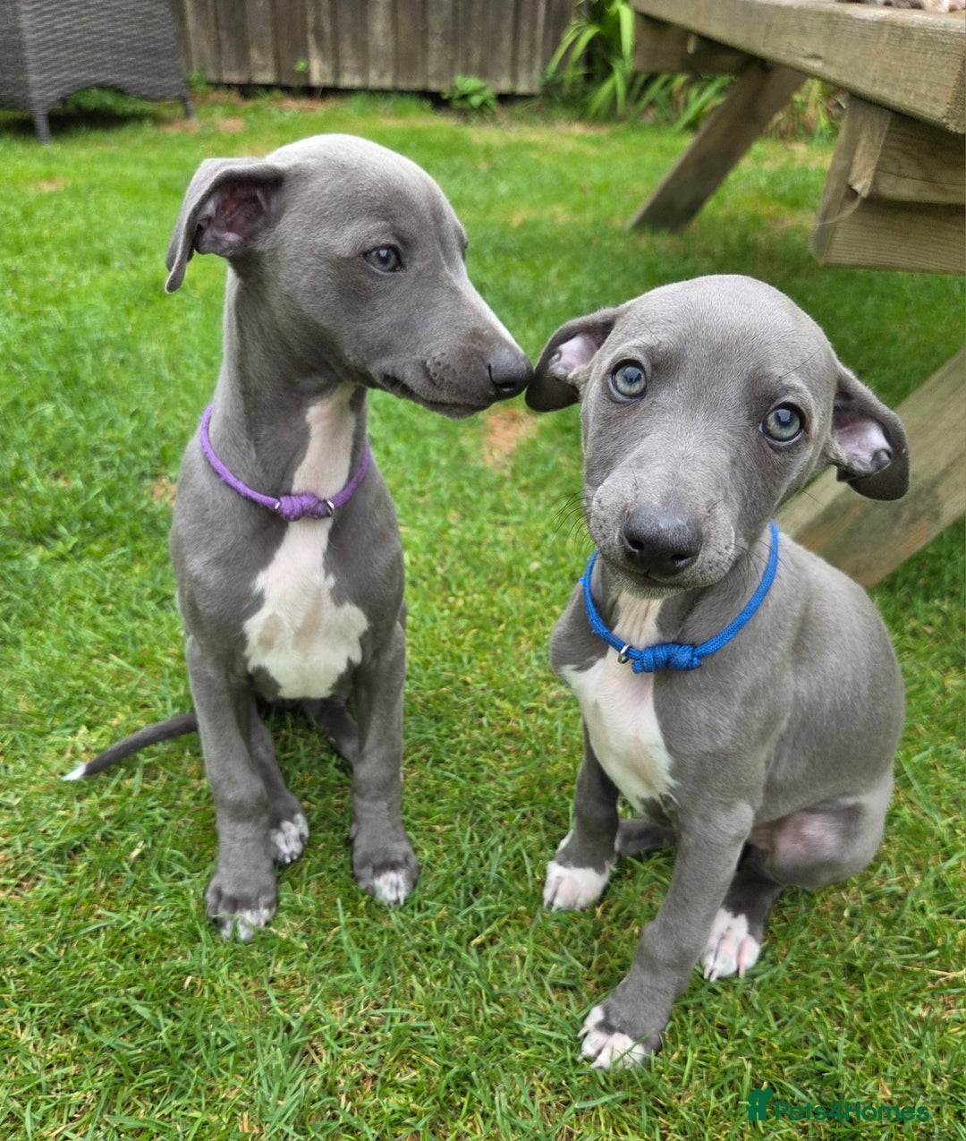 Italian Greyhound dogs for sale: **Wiggys (Whippet/Italian Greyhound)** - Image 7