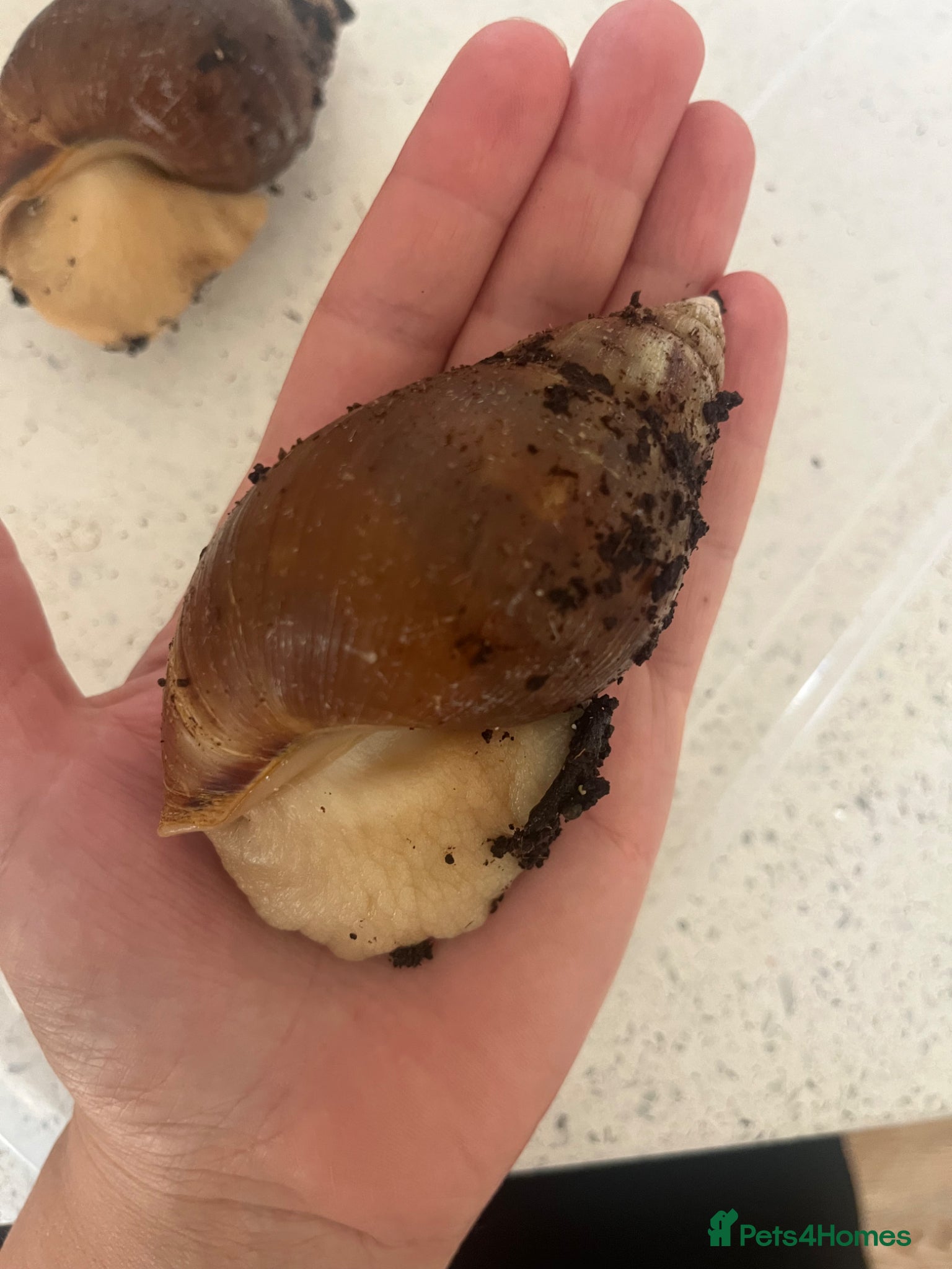 Snails invertebrates Albino giant african land snails - Advert 9