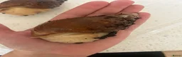 Snails invertebrates for sale: Albino giant african land snails in Bristol - Advert 1