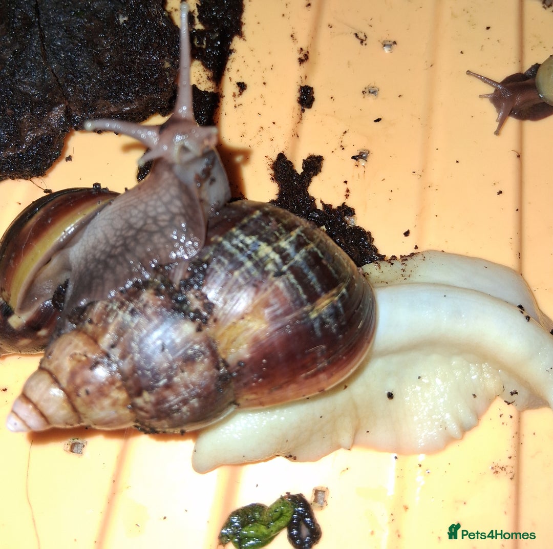 Snails invertebrates for sale: Mixed age and colour Giant African Land Snails - Image 6