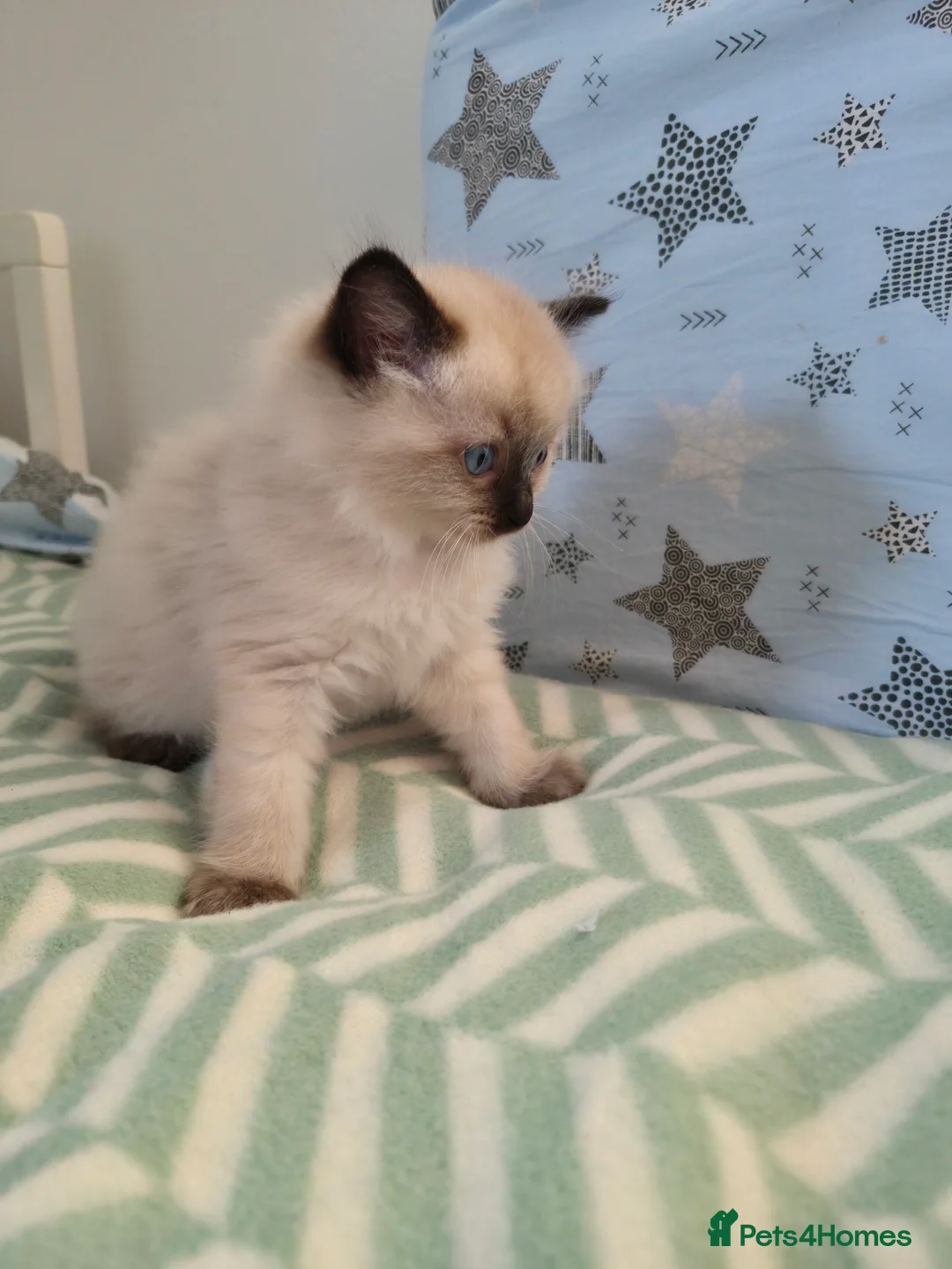 Ragdoll cats for sale:  Ragdoll (TYPE) kittens for sale - Advert 9