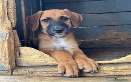 Mixed Breed dogs for adoption: Minnow (Hound/Shepherd mix) - Image 15