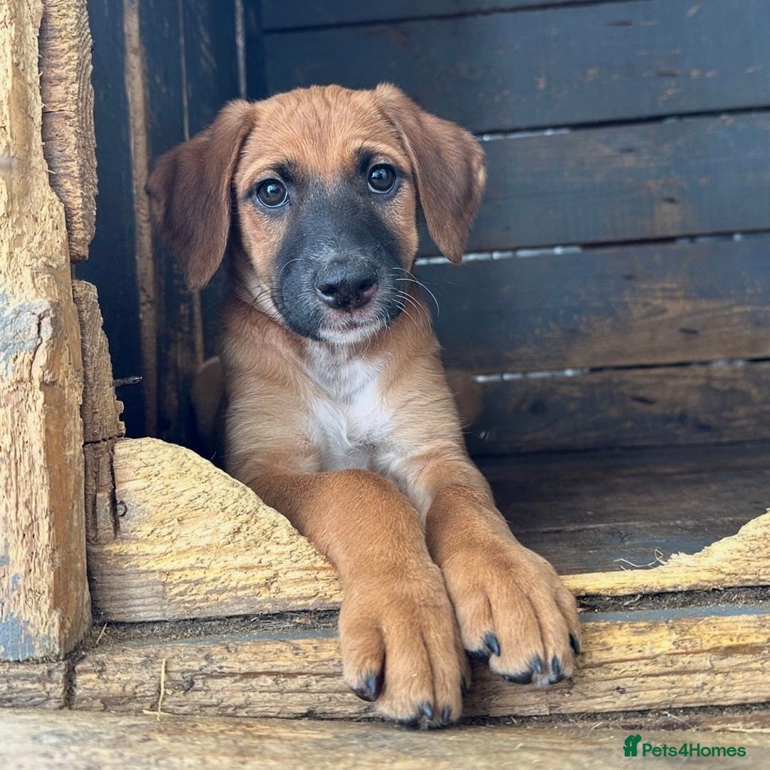 Mixed Breed dogs for adoption: Minnow (Hound/Shepherd mix) - Image 15