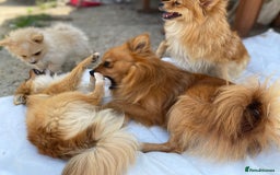 Pomeranian dogs for sale: Energetic Pome - Image 9