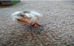 Guinea Fowl poultry for sale: Guinea fowl - Image 2