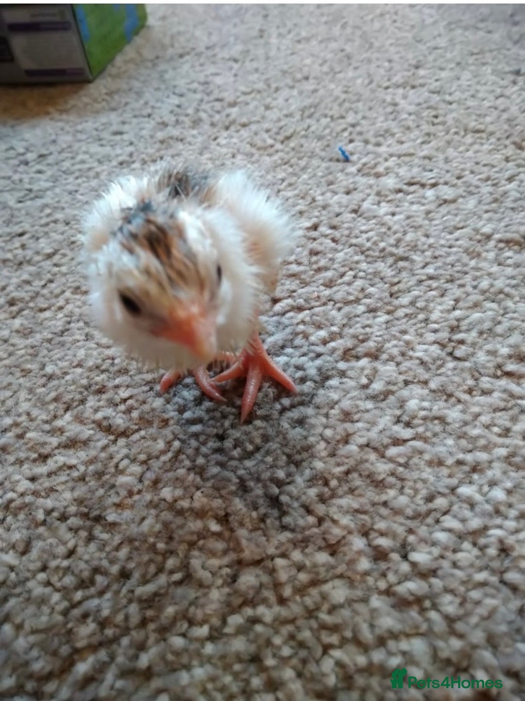 Guinea Fowl poultry for sale: Guinea fowl - Image 2