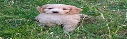 Cockapoo dogs for sale: Licensed breeder, health tested F1 cockapoos - Advert 16