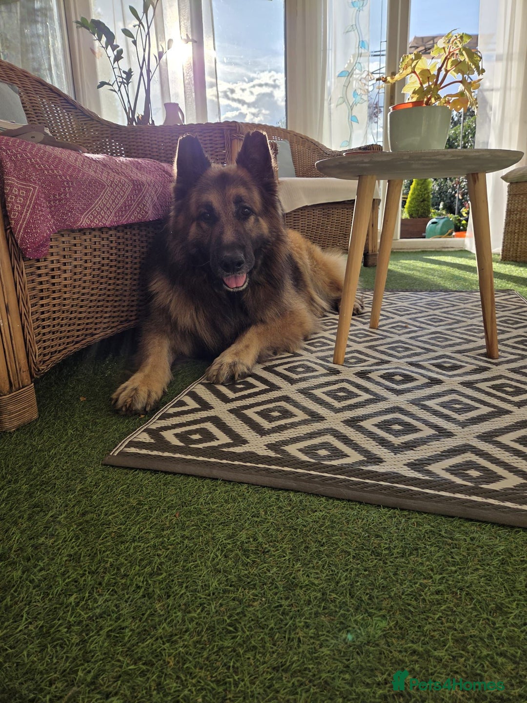 German Shepherd dogs for sale: 8 Years Old Male German Shepherd - Advert 2