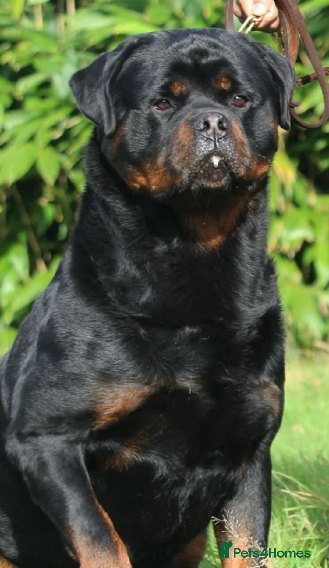 Rottweiler dogs for sale: Beautiful Rottweiler kennel club - Advert 4