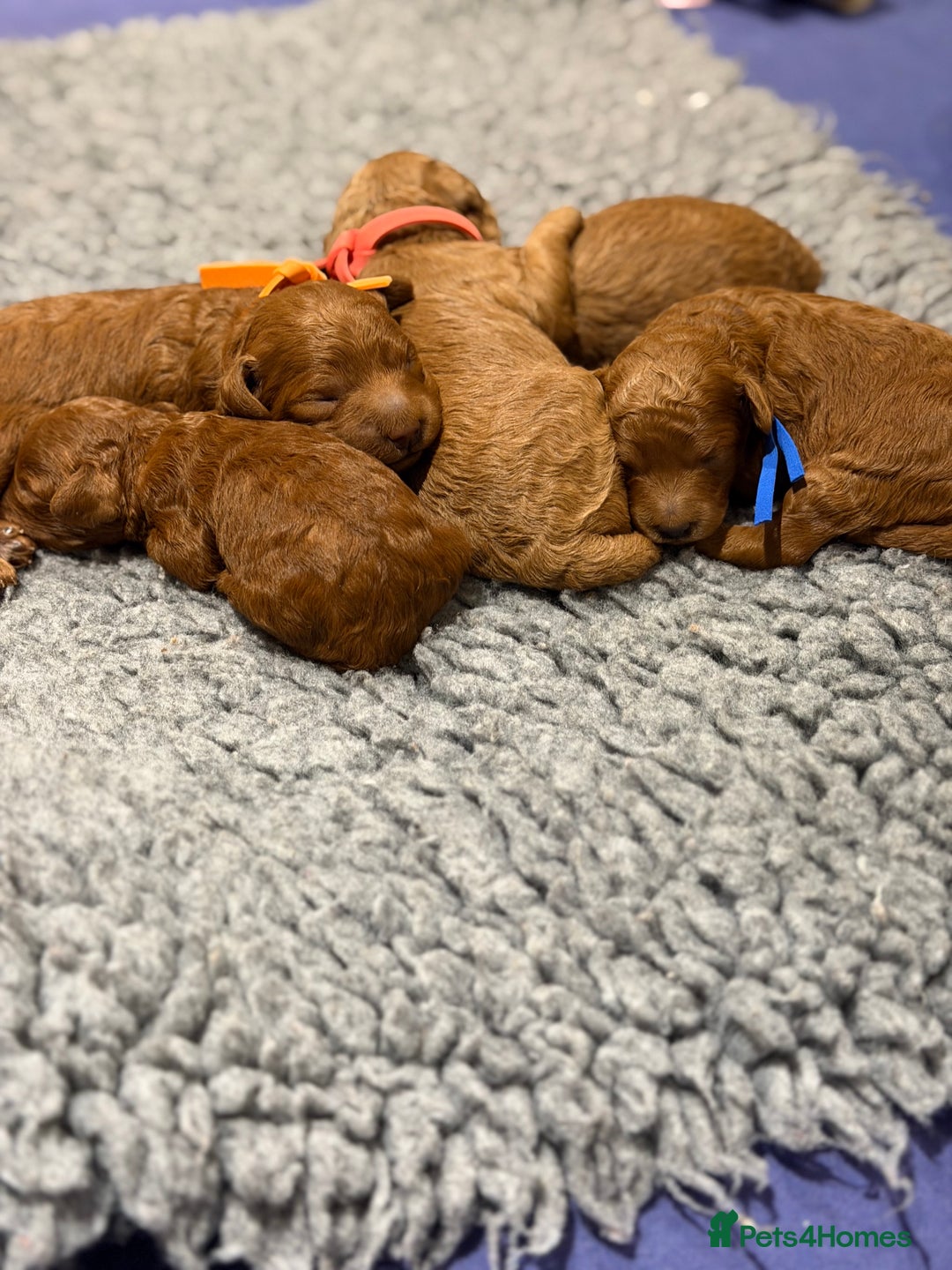 Miniature Poodle dogs for sale: Beautiful Red KC Registered Miniature Poodle Pups - Advert 7