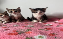 Mixed Breed cats for sale: Beautiful kittens  - Image 11