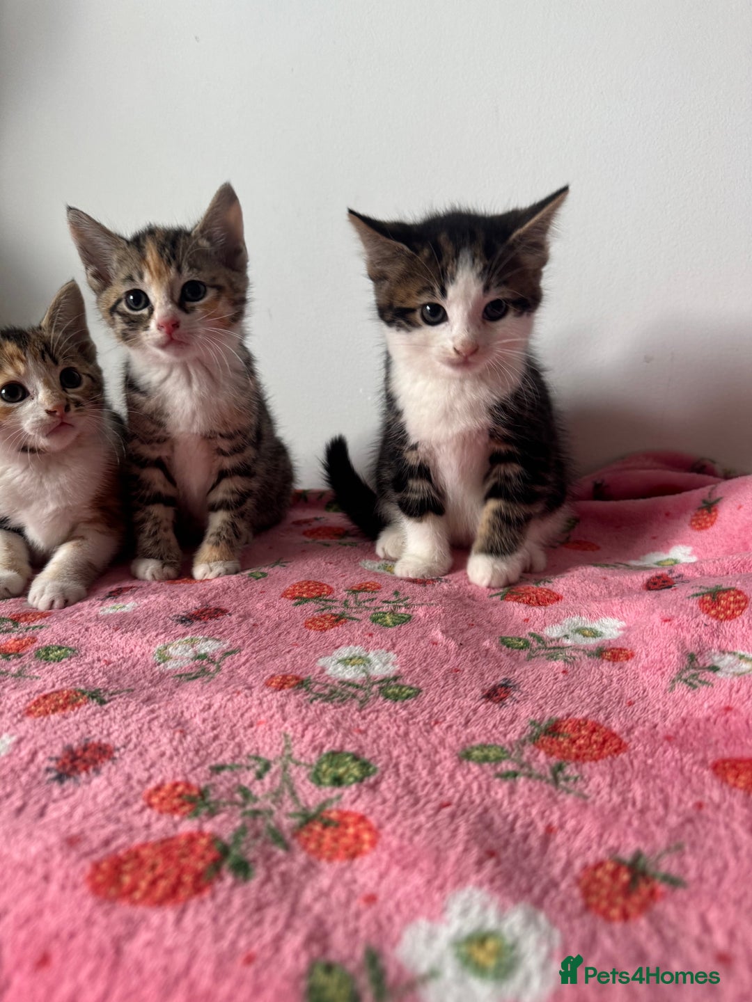 Mixed Breed cats for sale: Beautiful kittens  - Image 11