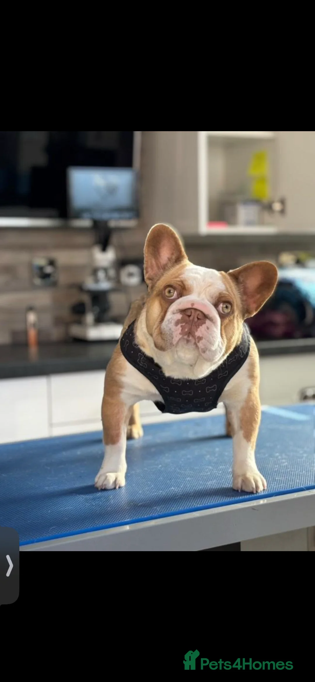 French Bulldog dogs for sale: French bulldog puppy male - Advert 2