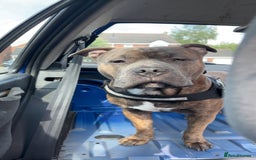 Mixed Breed dogs for sale: Hiya my name is tank - Advert 6