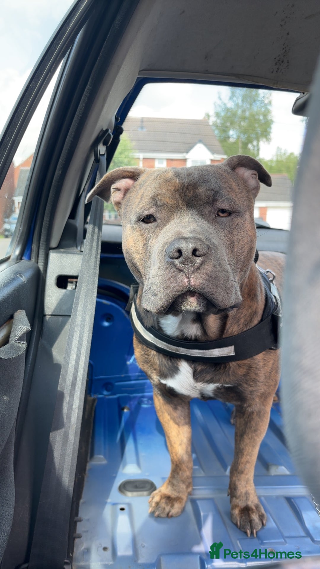 Mixed Breed dogs for sale: Hiya my name is tank - Advert 6