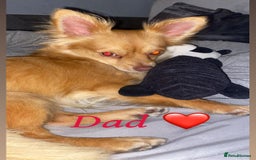 Chihuahua dogs for sale: Chihuahua puppies  - Image 11