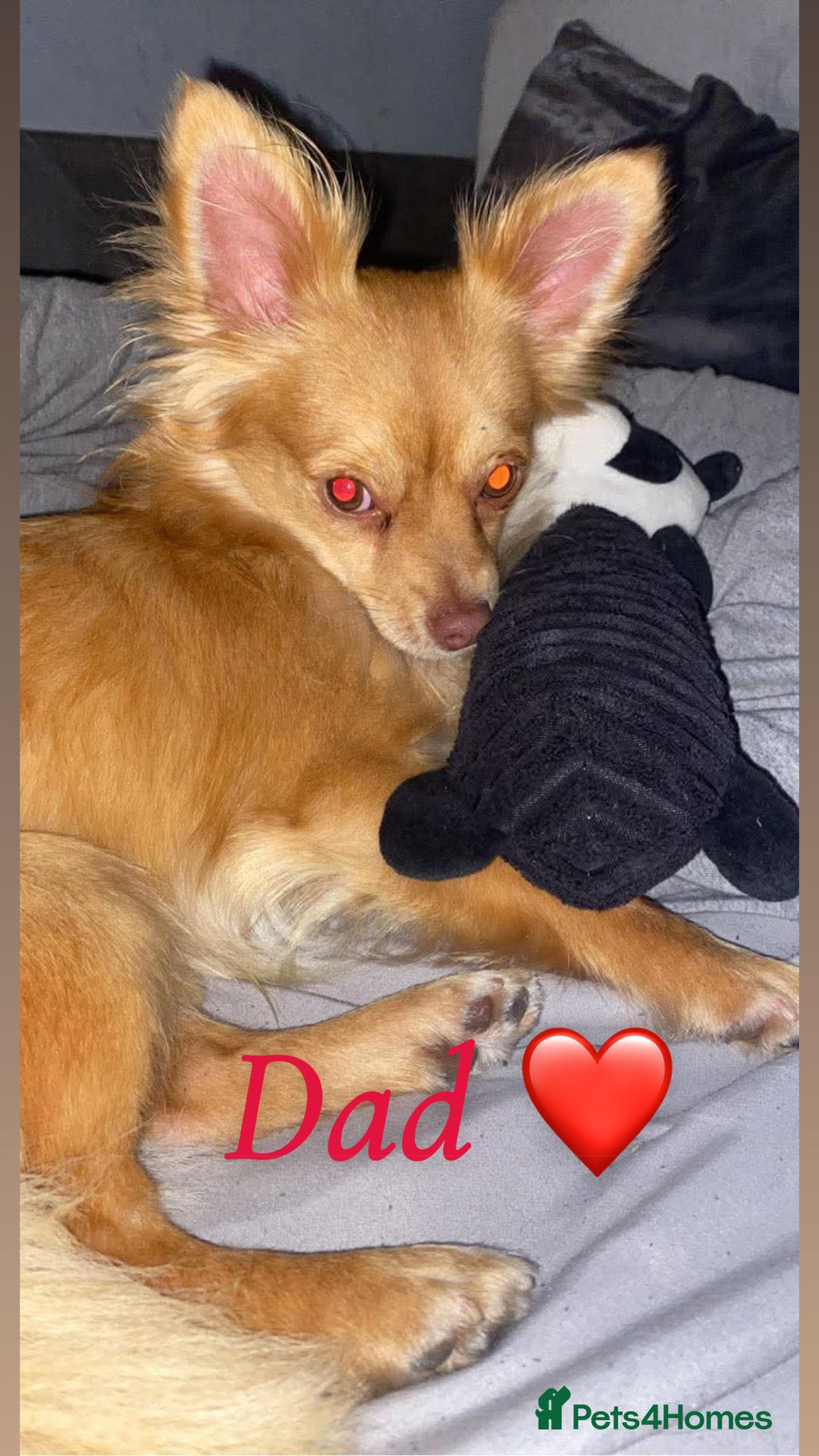 Chihuahua dogs for sale: Chihuahua puppies  - Image 11