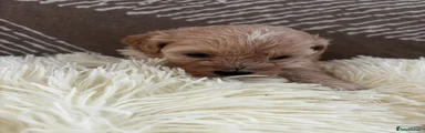 Cavachon Puppy 4