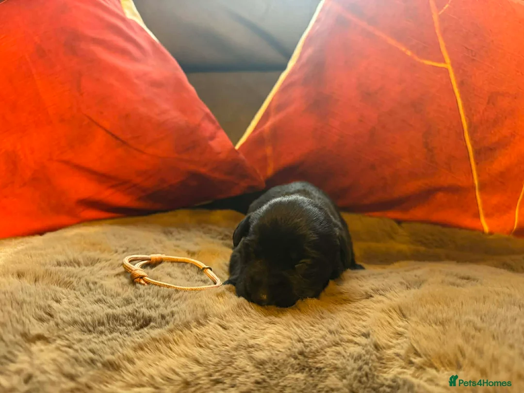 Mixed Breed dogs for sale: Labrador retriever cross - Advert 12