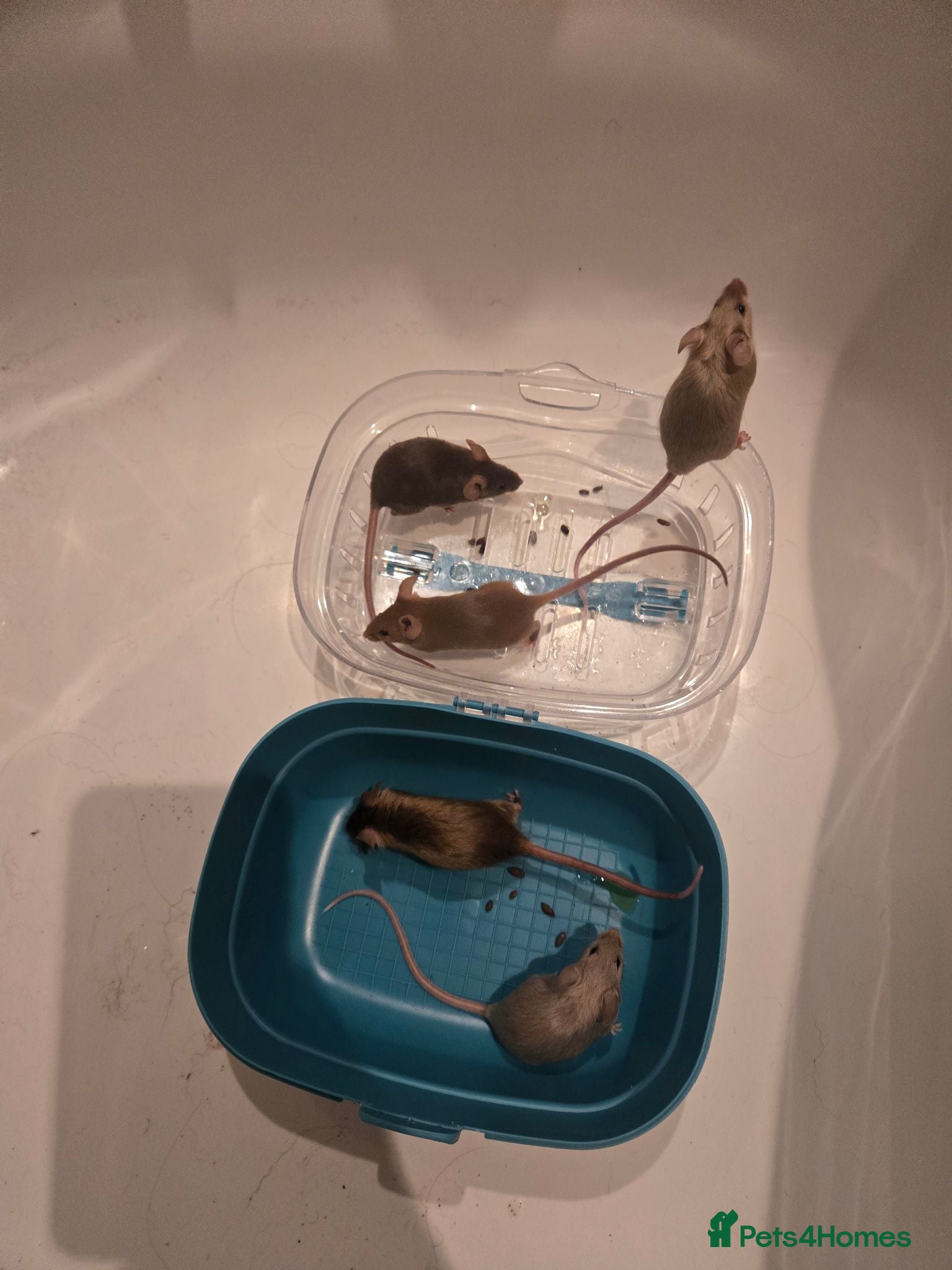 Mouse rodents Young female mice - Advert 3