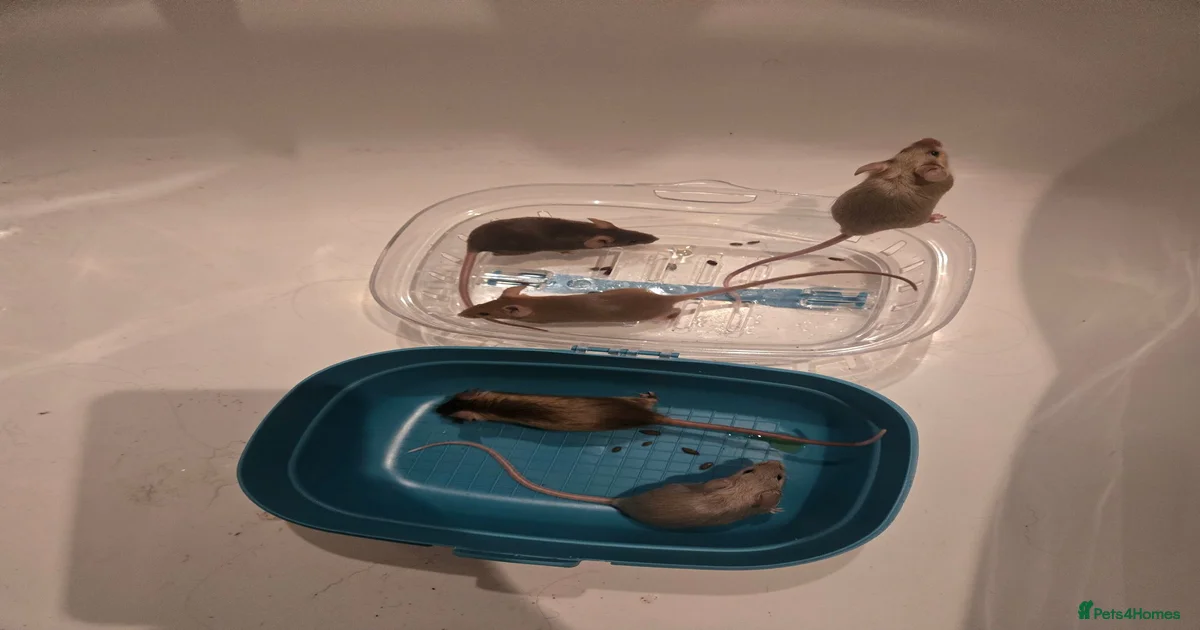 Mouse Rodents for sale in Glasgow City | Pets4Homes