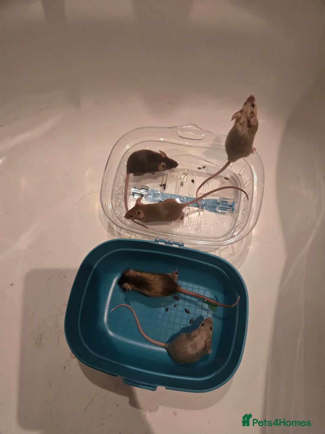 Mouse rodents for sale: Young female mice - Advert 1
