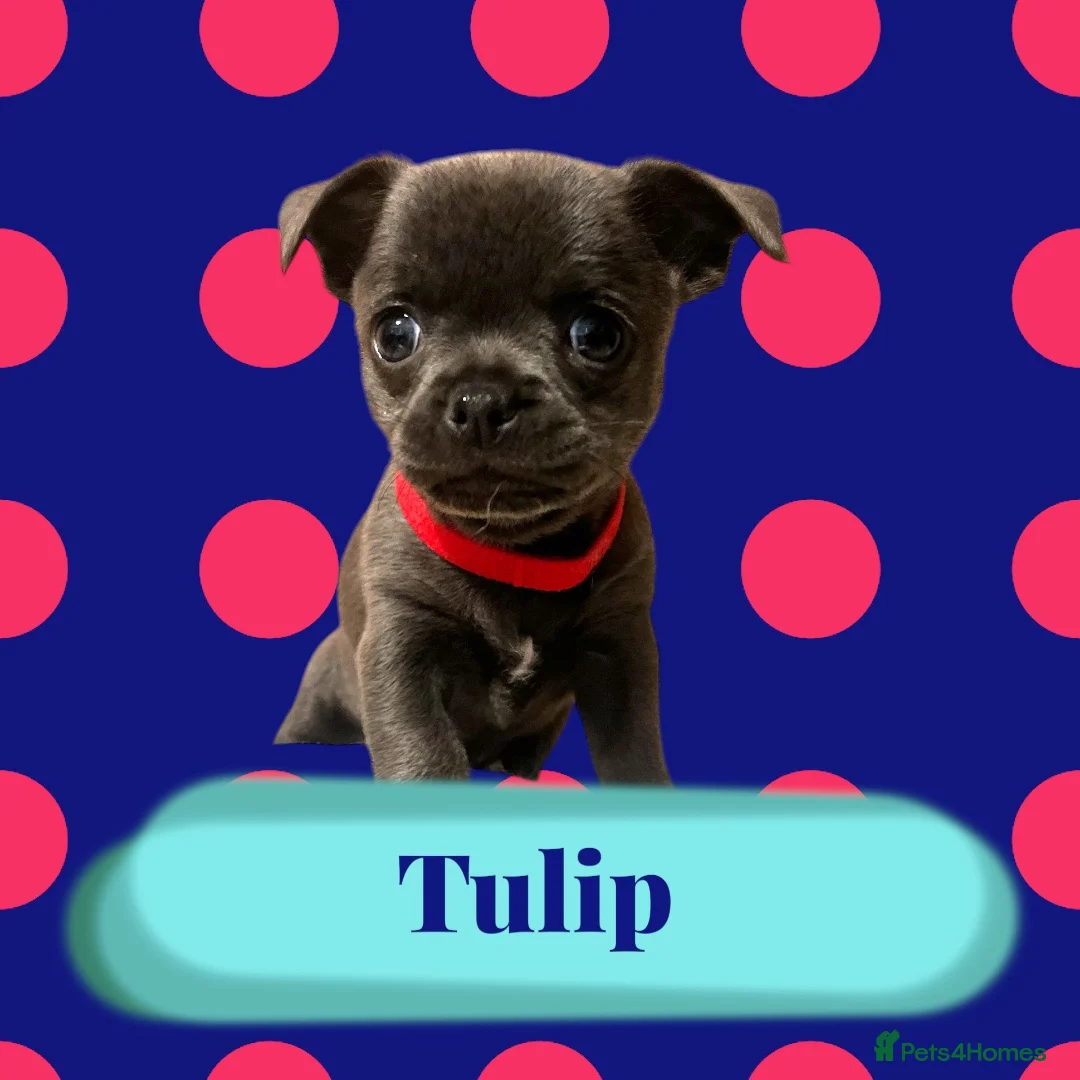 Chihuahua dogs for sale: Lovely KC registered Chihuahuas 💕❤️ - Advert 2