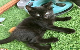 Mixed Breed cats for sale: 5 kitten’s available today  - Image 15