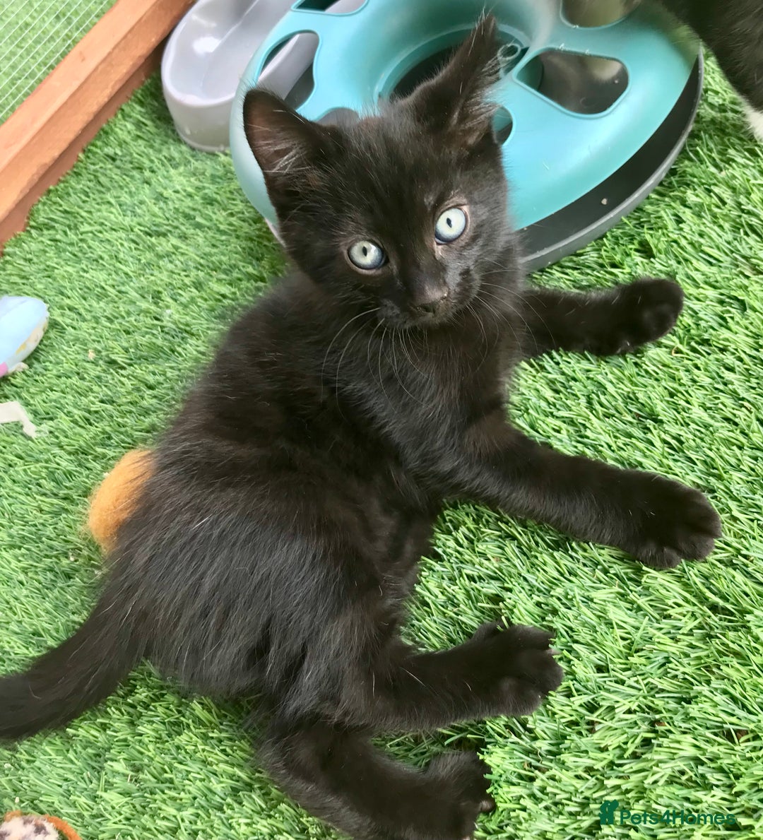 Mixed Breed cats for sale: 5 kitten’s available today  - Image 15