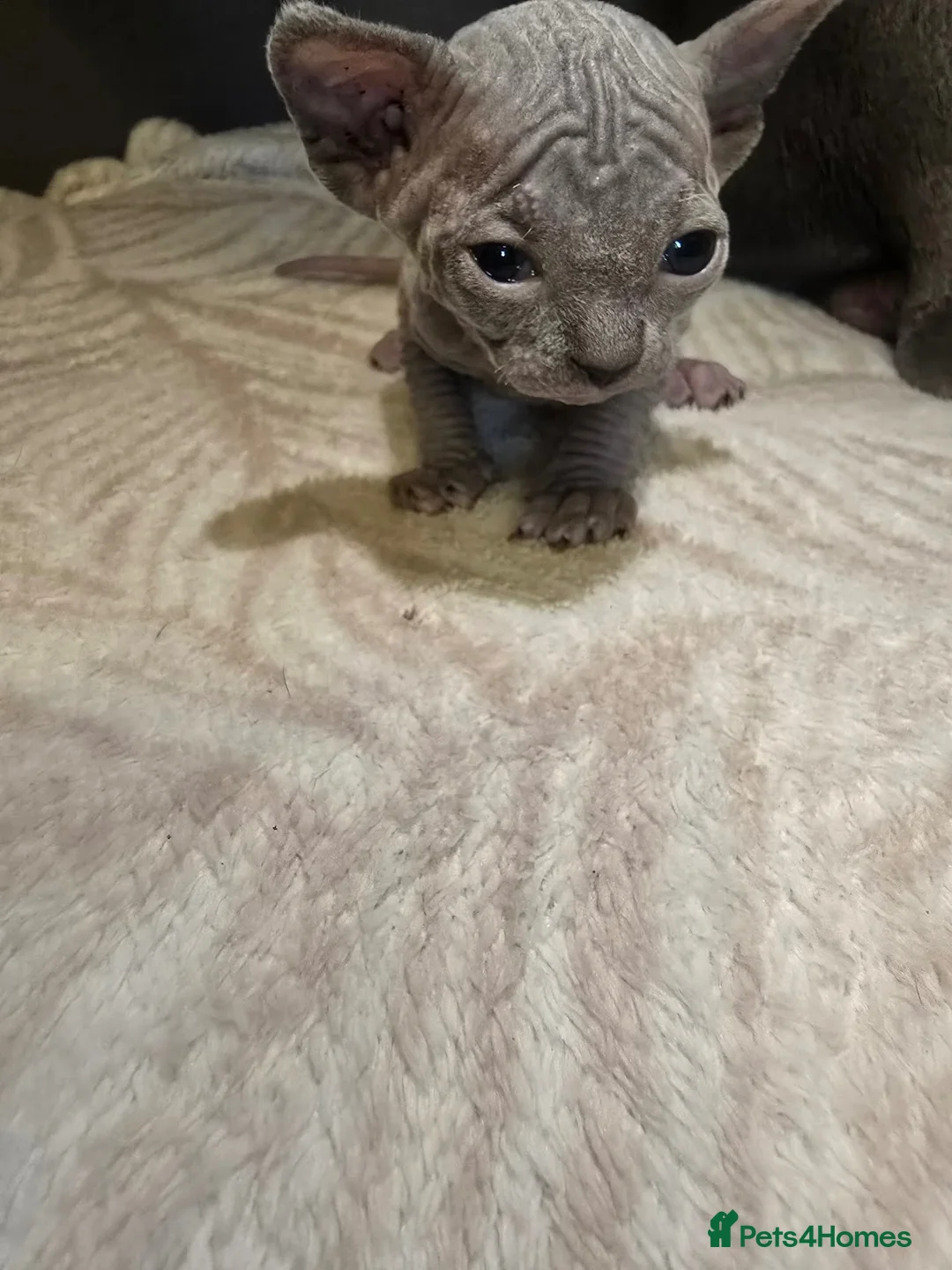 Sphynx cats for sale: Sphyx kittens  - Advert 17