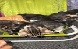 Mixed Breed cats for sale: Kittens for Sale  - Image 6