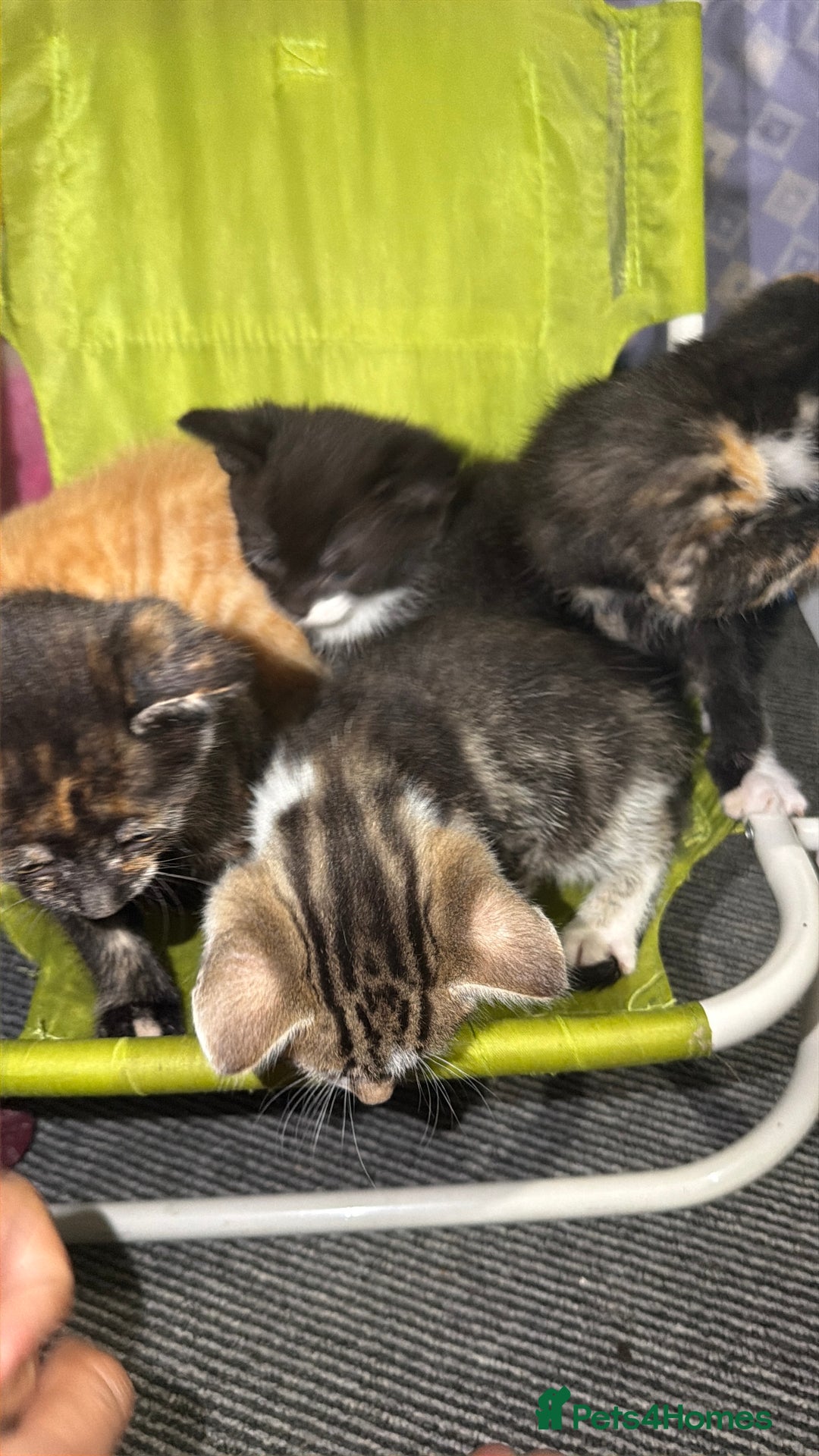 Mixed Breed cats for sale: Kittens for Sale  - Image 6