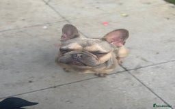 French Bulldog dogs for sale: Isabella fawn French bulldog - Image 2