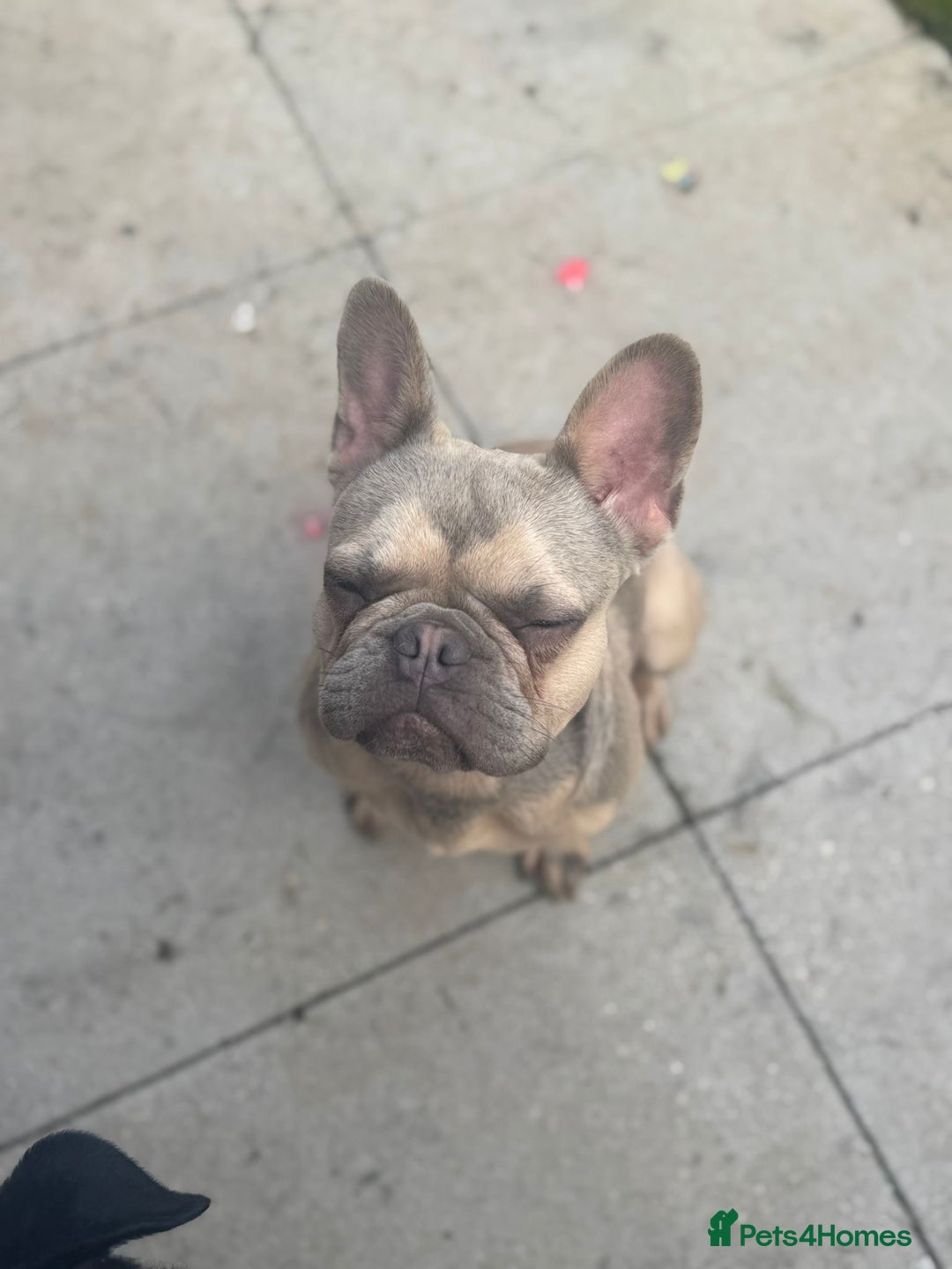 French Bulldog dogs for sale: Isabella fawn French bulldog - Image 2