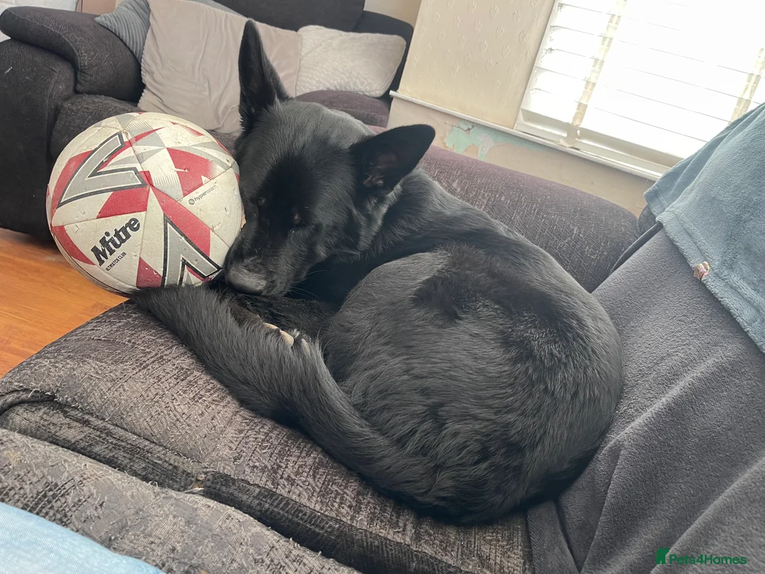 Mixed Breed dogs for sale: Shollie female  - Advert 8