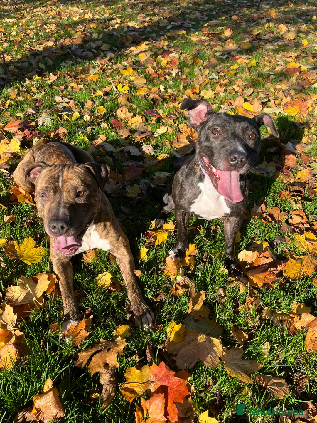 Staffordshire Bull Terrier dogs for sale: Staffordshire Bull Terrier  - Advert 8