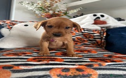Labrador Retriever dogs for sale: Beautiful fox red Labrador pups - Image 9